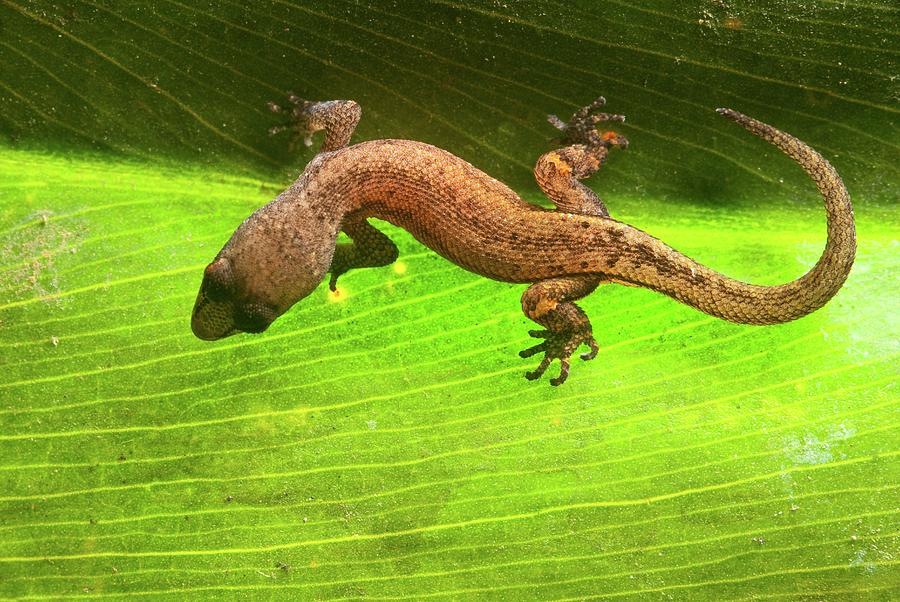 Amazon Gecko (coleodactylus Amazonicus) Photograph by Philippe Psaila/science Photo Library