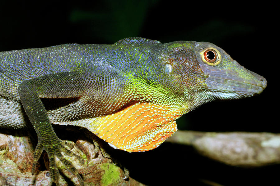Amazon Green Anole Photograph by Dr Morley Read/science Photo Library