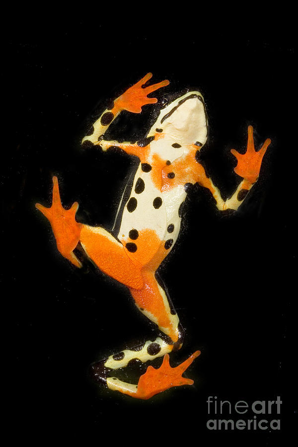 Wildlife Photograph - Amazon Harlequin Toad by Gregory G Dimijian MD