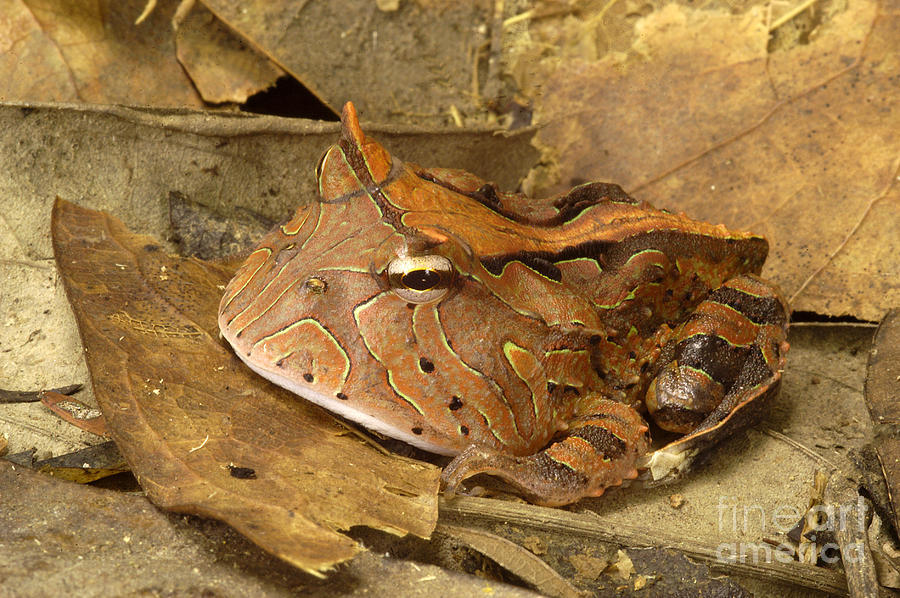 Rainforest Photograph - Amazon Horned Frog by Natures Images