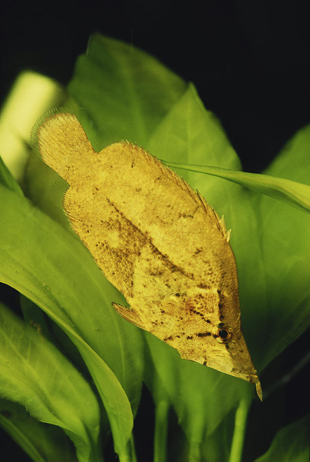 Amazon Leaf Fish Photograph by Gary Retherford