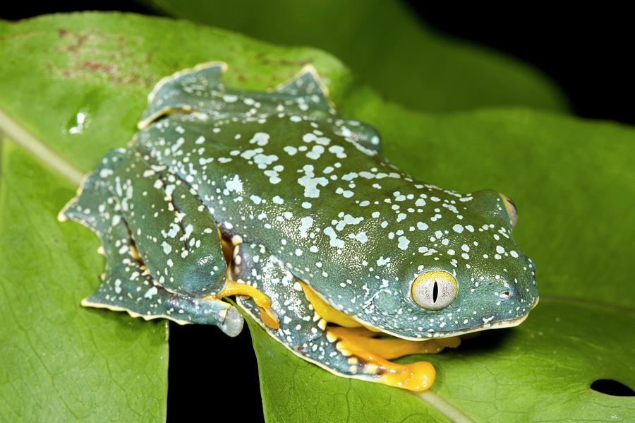Amazon Leaf Frog Photograph by Dr Morley Read/science Photo Library