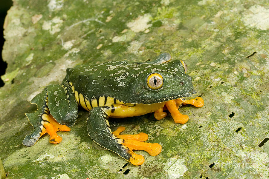 Amazon Leaf Frog Photograph by Gregory G Dimijian MD