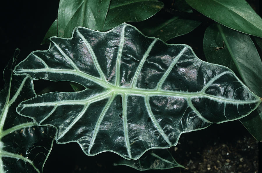 Amazon Lily Leaf (alocasia X Amazonica) Photograph by Bob Gibbons/science Photo Library