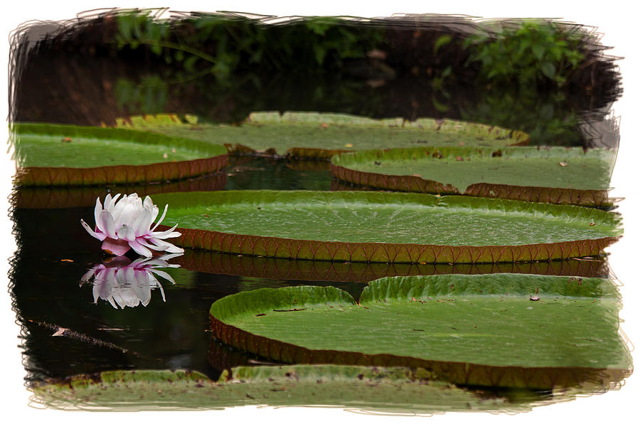 Flowers Still Life Photograph - Amazon Lily Pad by Farol Tomson
