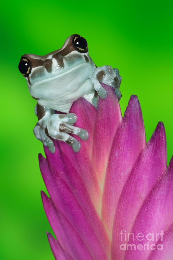 Amazon Milk Frog Trachycephalus Photograph by Dennis Flaherty