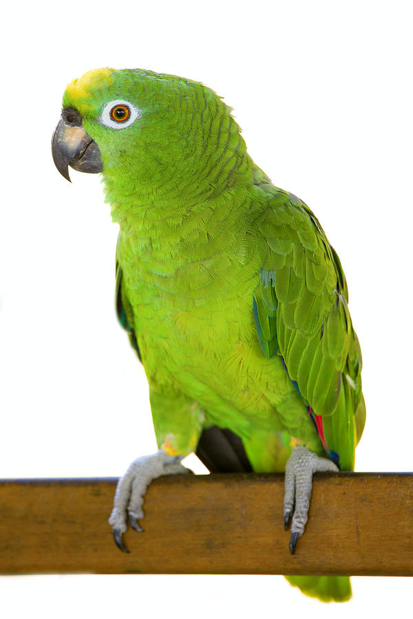 Amazon parrot Photograph by Alexey Stiop