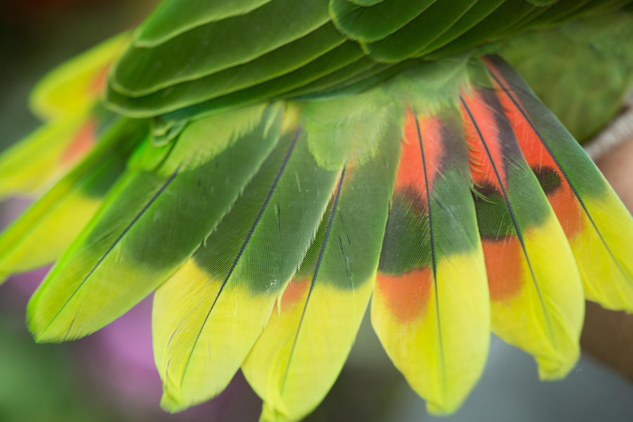 Amazon parrots feathers abstract Photograph by Eti Reid