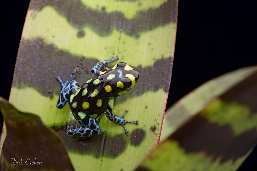 Jungle Photograph - Amazon poison arrow frog by Dirk Ercken