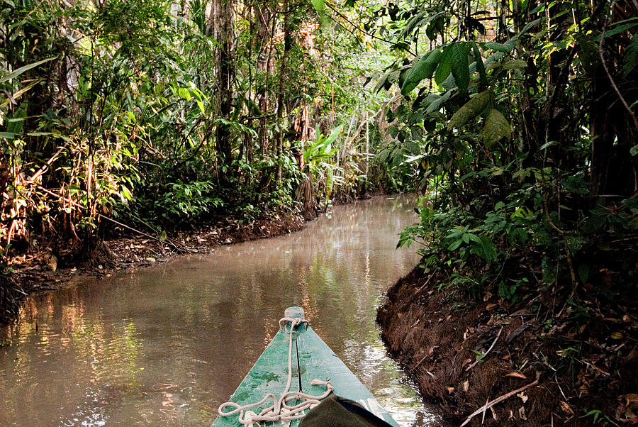 Amazon Rainforest, Puerto Maldanado Photograph by R. Tyler Gross - Fine ...