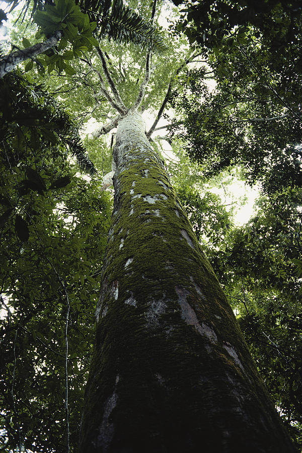 Amazon Rainforest Tree Photograph by Ulrike Welsch