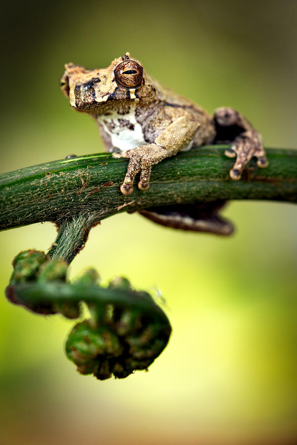 Amphibians Photograph - Amazon rainforest treefrog Dendropsophus parviceps by Dirk Ercken