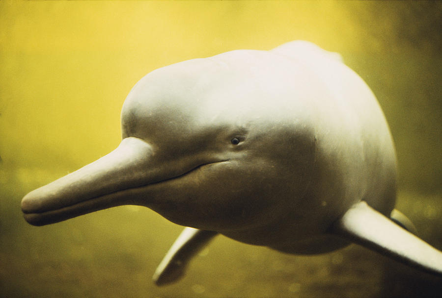 Amazon River Dolphin Photograph by Carleton Ray
