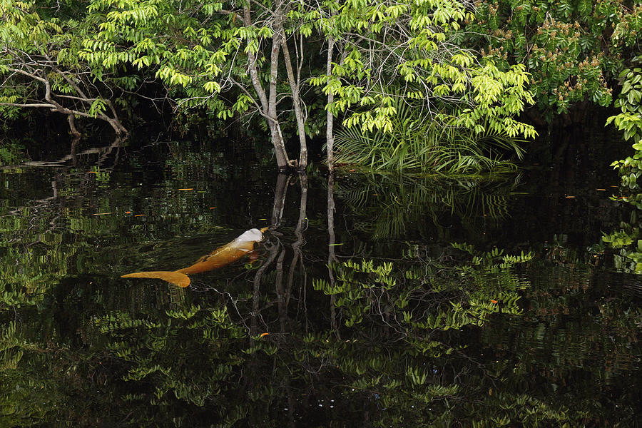 Amazon River Dolphin In Flooded Forest Photograph by Hiroya Minakuchi