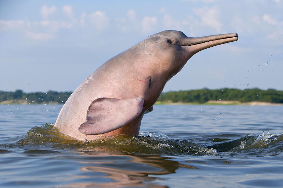 Amazon River Dolphin Photograph by M. Watson