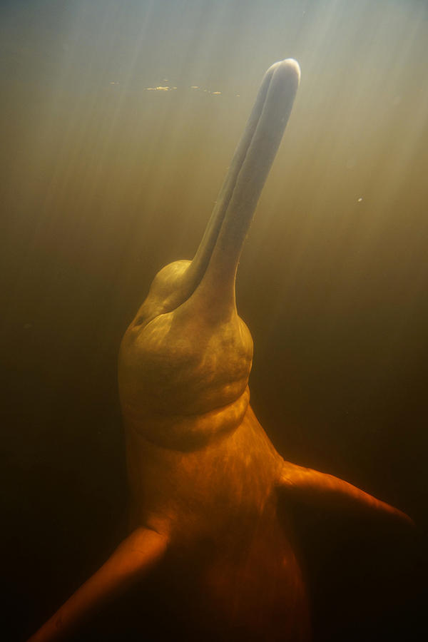 Amazon River Dolphin Rio Negro Brazil Photograph by Hiroya Minakuchi