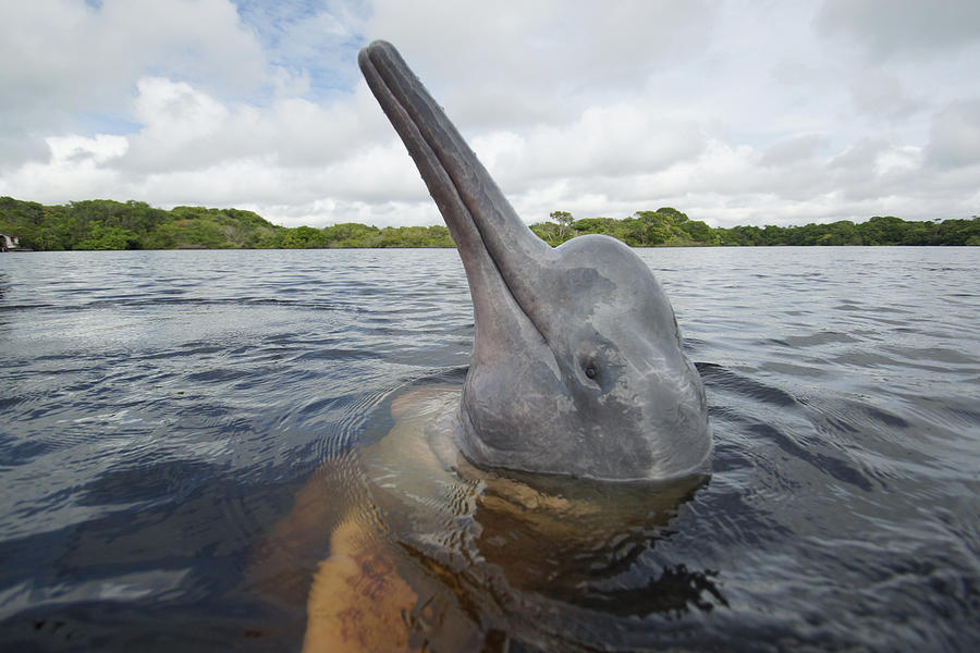 Amazon River Dolphin Spy-hopping Rio Photograph by Hiroya Minakuchi