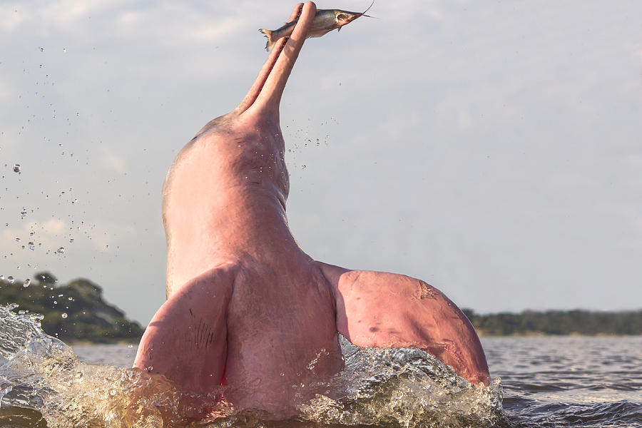 Amazon River Dolphin With Fish Photograph by M. Watson