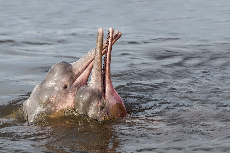 Amazon River Dolphins Photograph by M. Watson