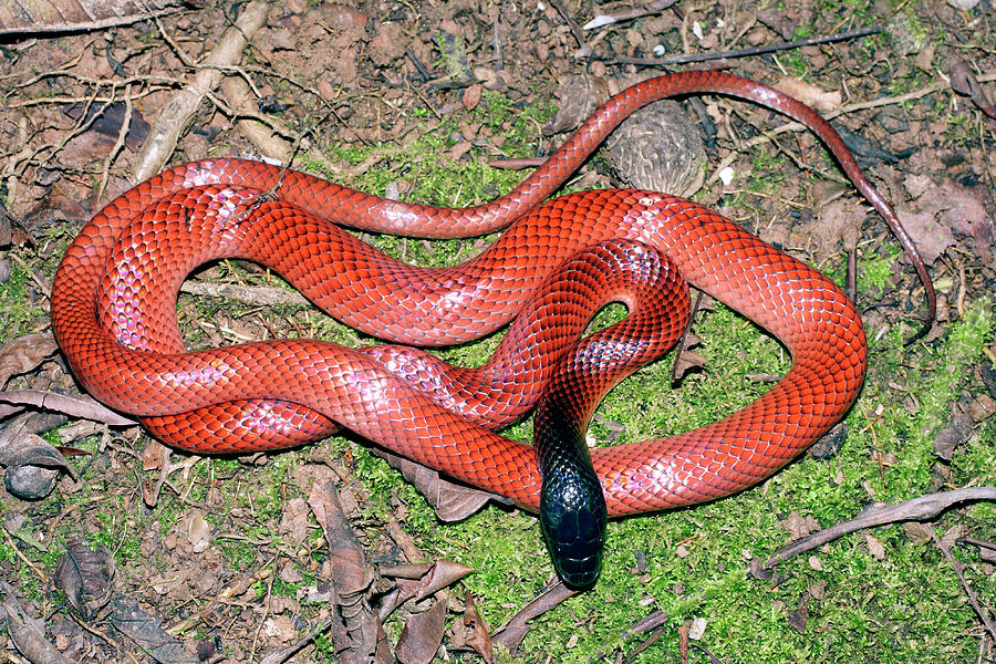 Amazon Scarlet Snake Photograph by Dr Morley Read/science Photo Library