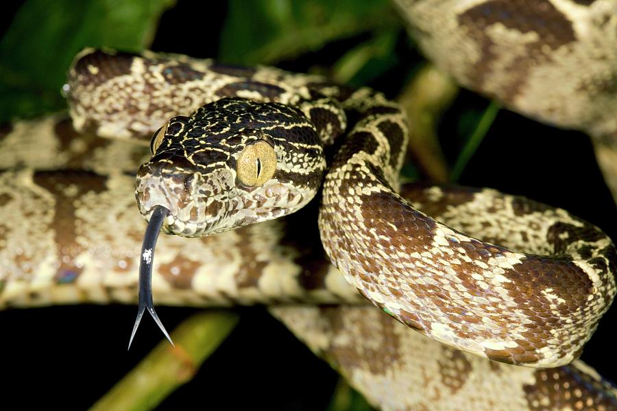 Amazon Tree Boa Photograph by Dr Morley Read/science Photo Library