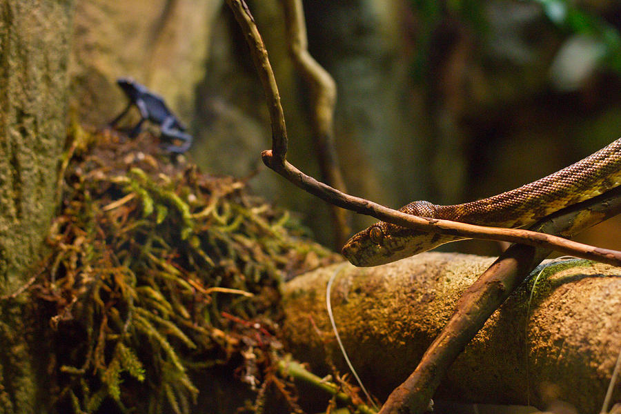Amazon tree boa Photograph by Eti Reid