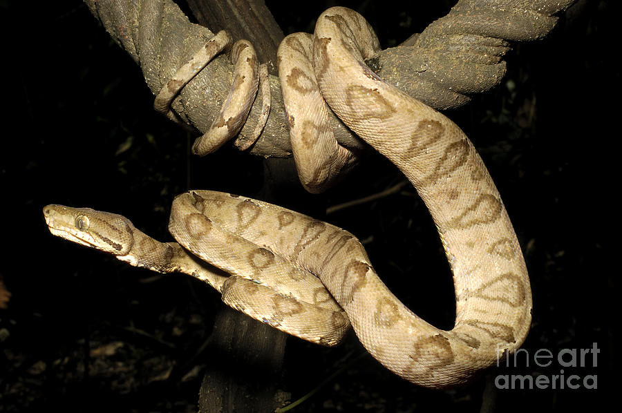 Snake Photograph - Amazon Tree Boa by Natures Images