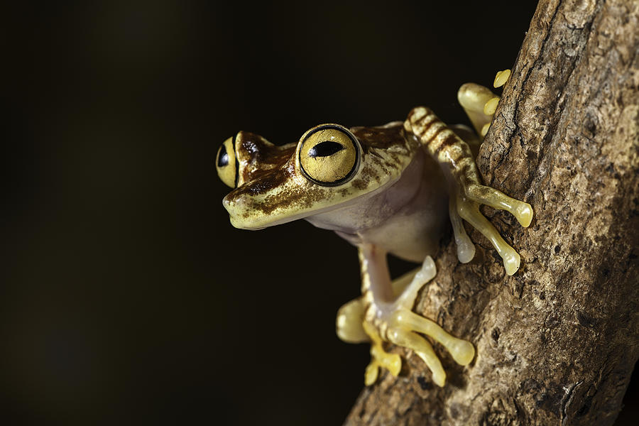 Amazon tree frog Photograph by Dirk Ercken