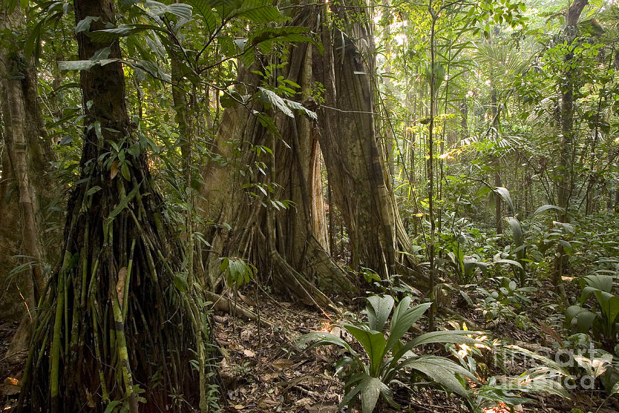 Amazon Tropical Rain Forest Photograph by Gregory G. Dimijian, M.D.