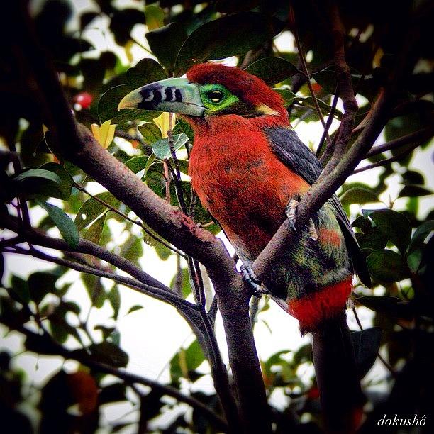 Nature Photograph - Amazonía Brasileira  #birds #aves by Dokusho Villalba