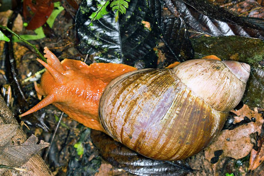 Jungle Photograph - Amazonian Giant Snail by Dr Morley Read/science Photo Library