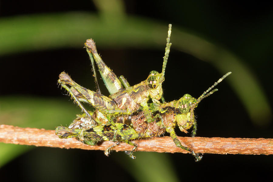 Amazonian Grasshoppers Mating Photograph by Science Photo Library Amazonian Grasshoppers Mating Photograph by Science Photo Library