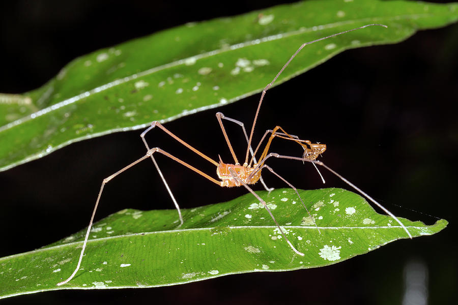 Amazonian Harvestman Photograph by Dr Morley Read