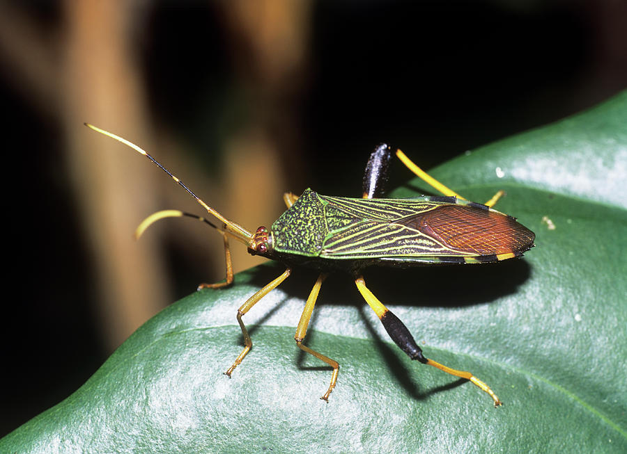 Amazonian Heteropteran Bug Photograph by Dr Morley Read/science Photo Library