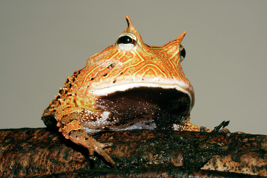 Wildlife Photograph - Amazonian Horned Frog by Dr Morley Read/science Photo Library