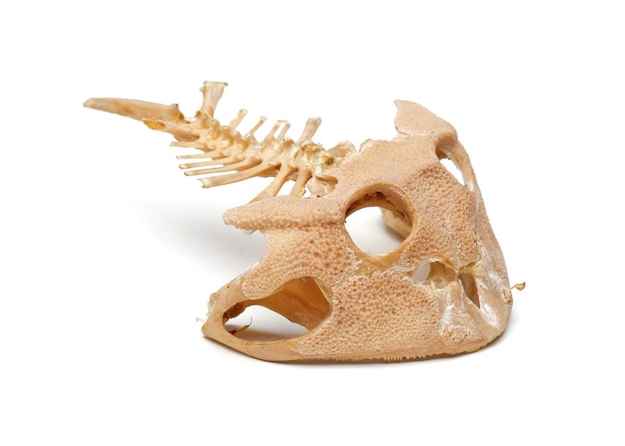 Amazonian Horned Frog Skull Photograph by Ucl, Grant Museum Of Zoology