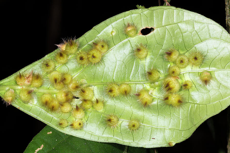 Amazonian Leaf Galls Photograph by Dr Morley Read
