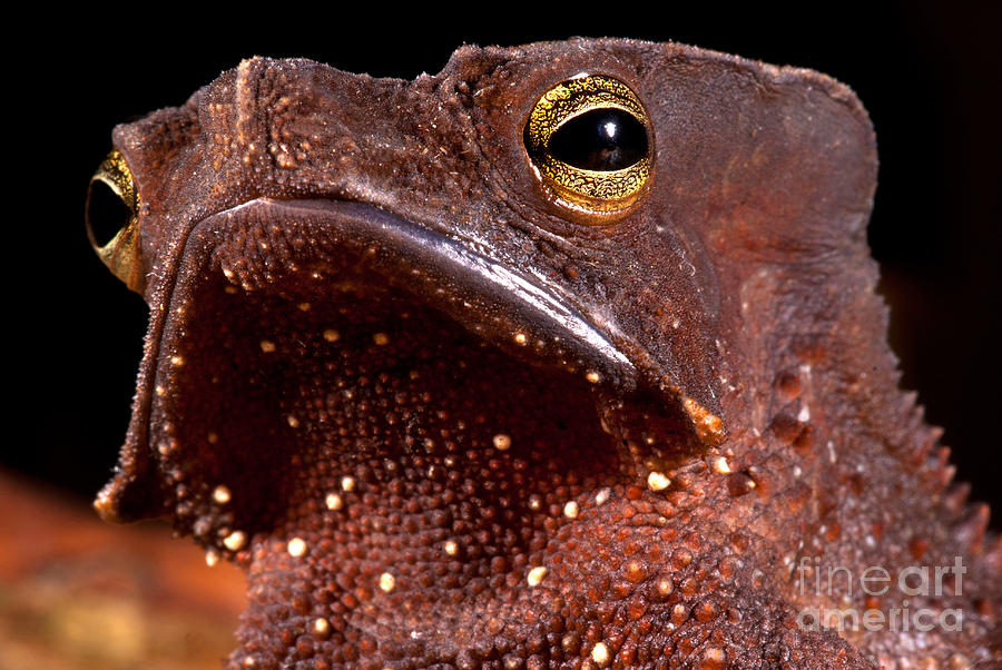Amazonian Leaf Toad Photograph by Dante Fenolio