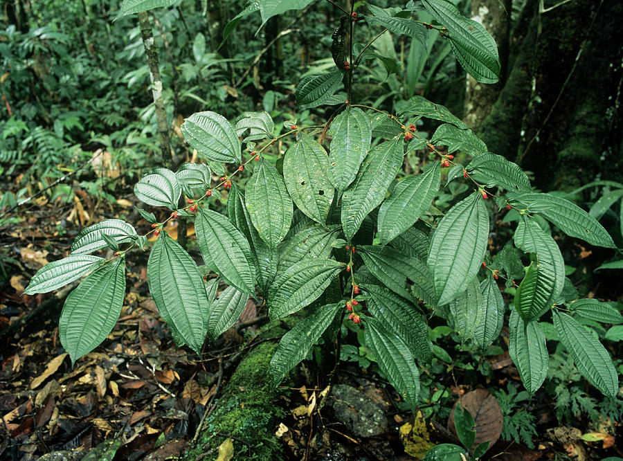 Amazonian Leaves Photograph by Dr Morley Read/science Photo Library