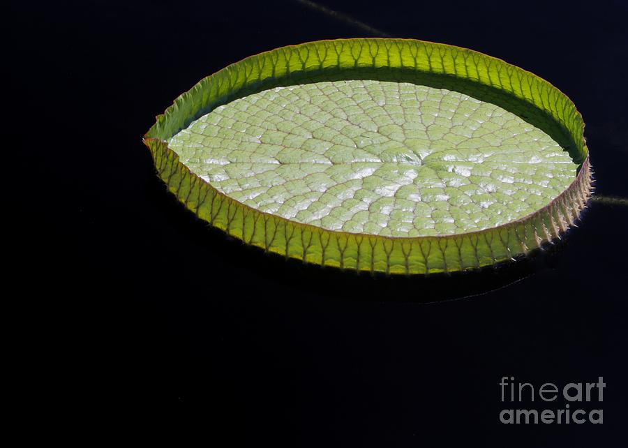 Claude Monet Photograph - Amazonian Lily Pad by Sabrina L Ryan
