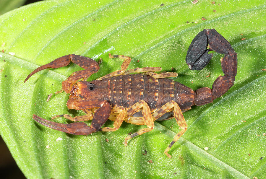 Amazonian Scorpion Photograph by Dr Morley Read