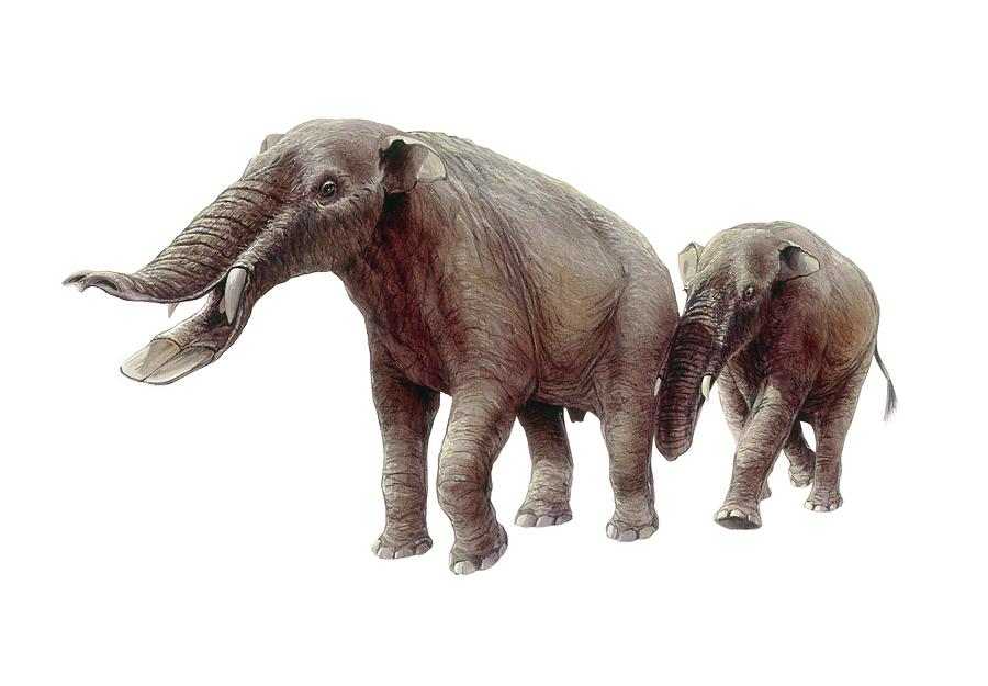 Ambelodon Photograph by Michael Long/science Photo Library