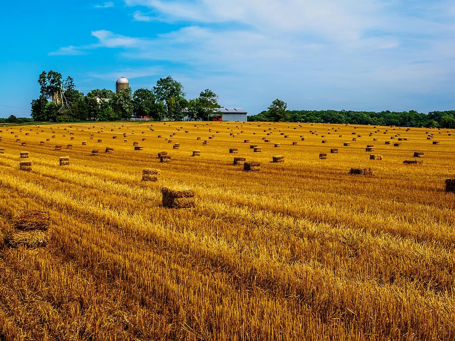 Amber Fields of Grain Photograph by Louis Dallara