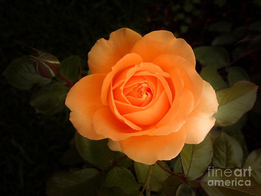 Rose Photograph - Amber Flush Rose by Hanza Turgul