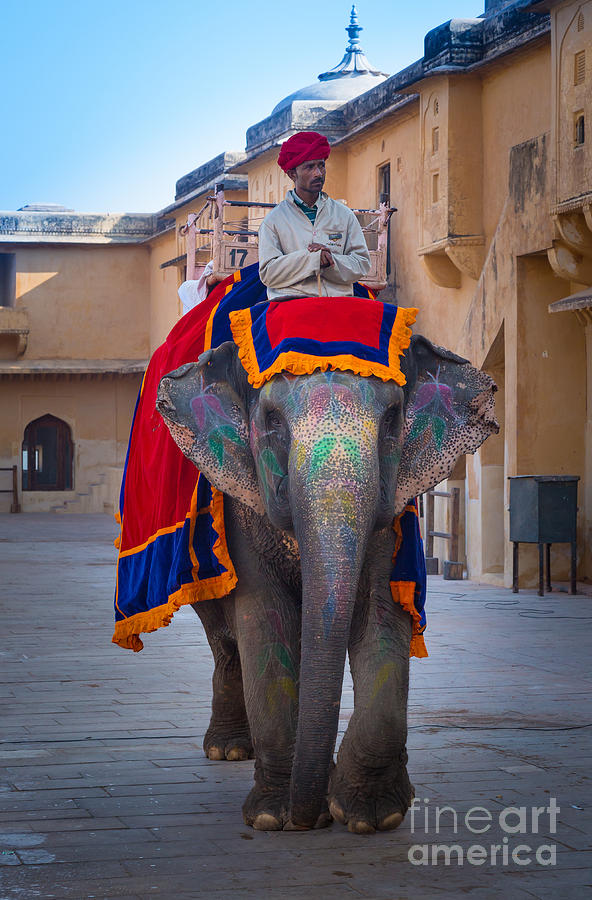 Amber Fort Elephant Photograph by Inge Johnsson