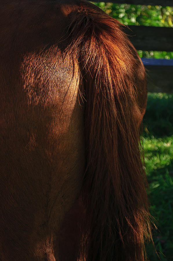 Amber Horse Tail Photograph by Tikvahs Hope