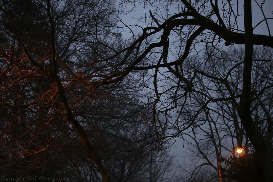 Trees Photograph - Amber Light by Stacie Goodloe Trees Photograph - Amber Light by Stacie Goodloe