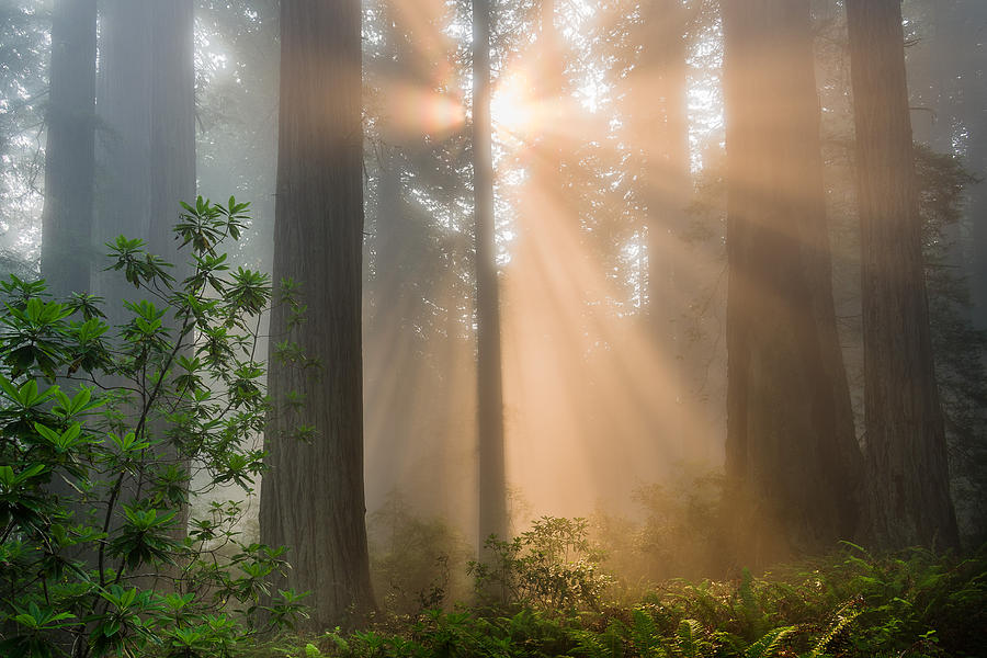 Amber Rays and Redwoods Photograph by Greg Nyquist