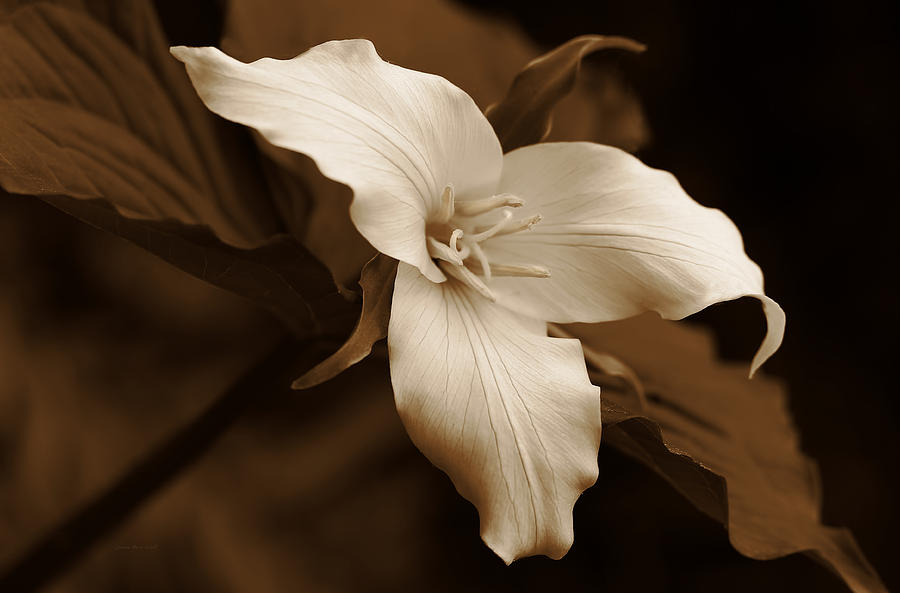 Vintage Photograph - Amber Trillium Wild Flower by Jennie Marie Schell