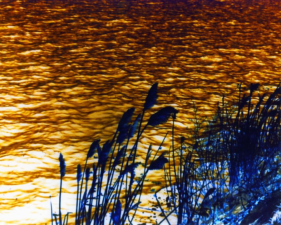 Amber Waves Photograph